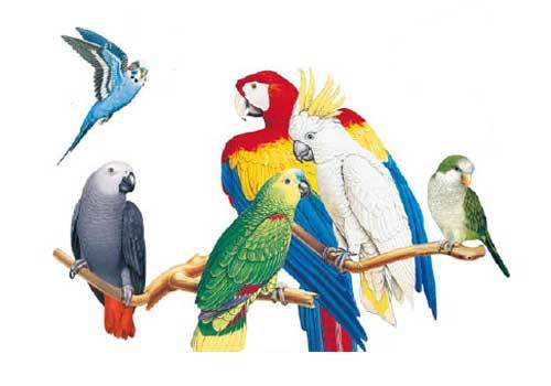 Multivitaminas para aves