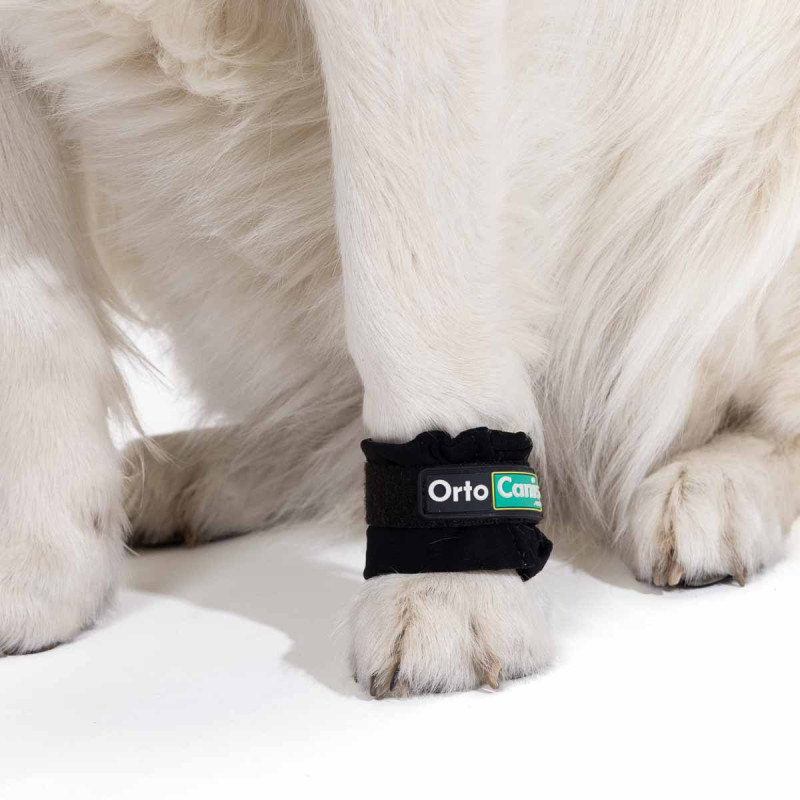 Pesas para fortalecimiento muscular en perros
