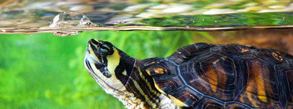 Turtle Clean Eliminador de Residuos OrgÃ¡nicos