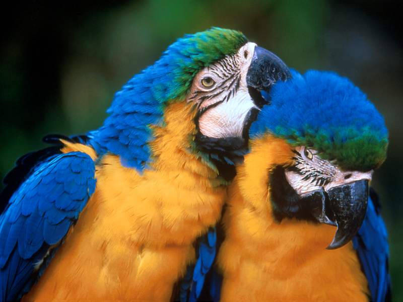 Psittacus Pienso para aves con alto contenido en energÃ­a