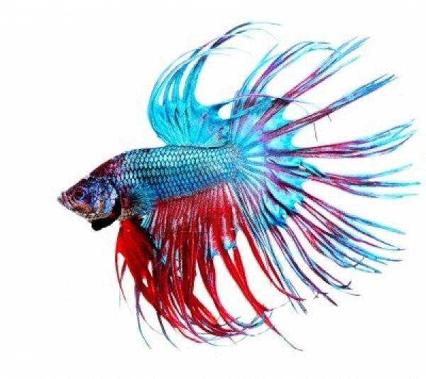 betta hoja hamaca 