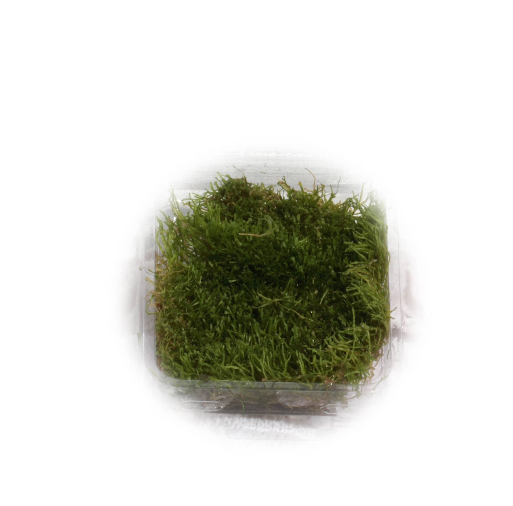 Tropica Iberia planta Riccia Fluitans