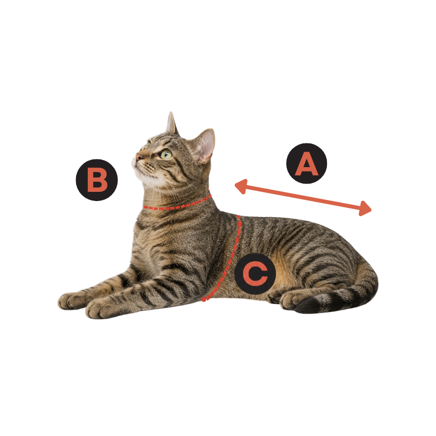 Guía de tallas para gatos