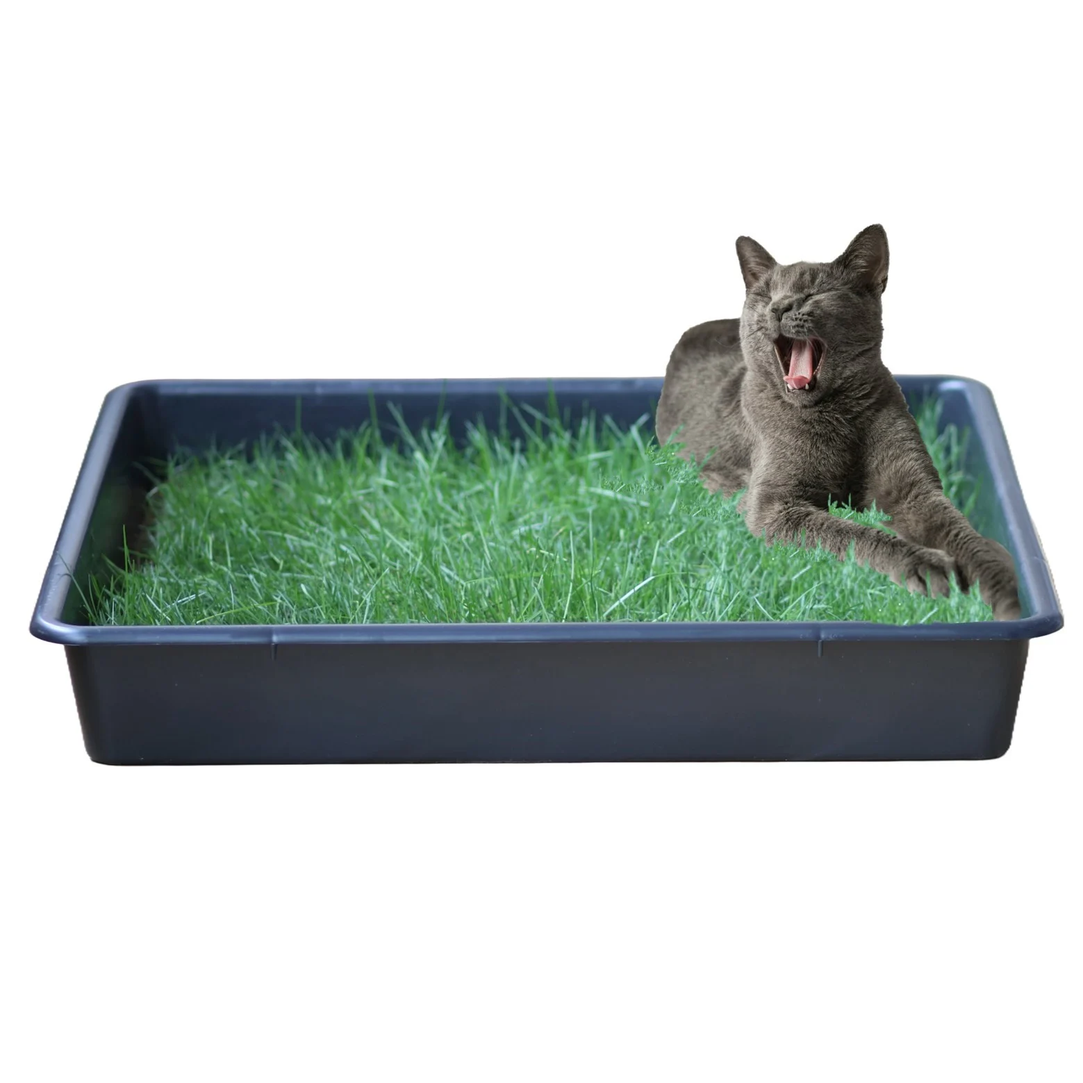 Petground Arenero para gatos Cama de Césped natural Hierba gatera Alfombra olfativa