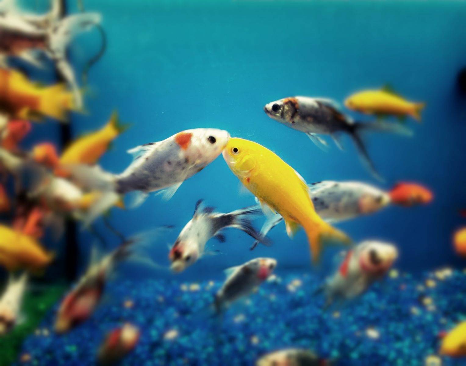 pez kiss fish tetra acuarium acuario