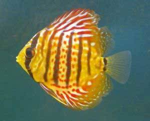 discus