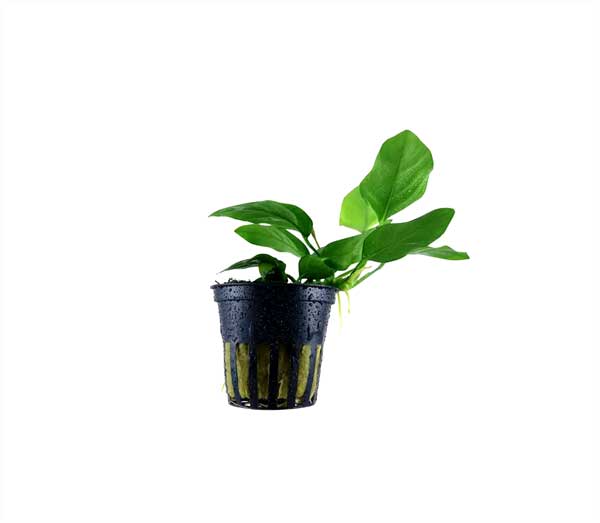 Anubia Barteri Nana