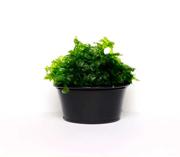 Musgo Pellia