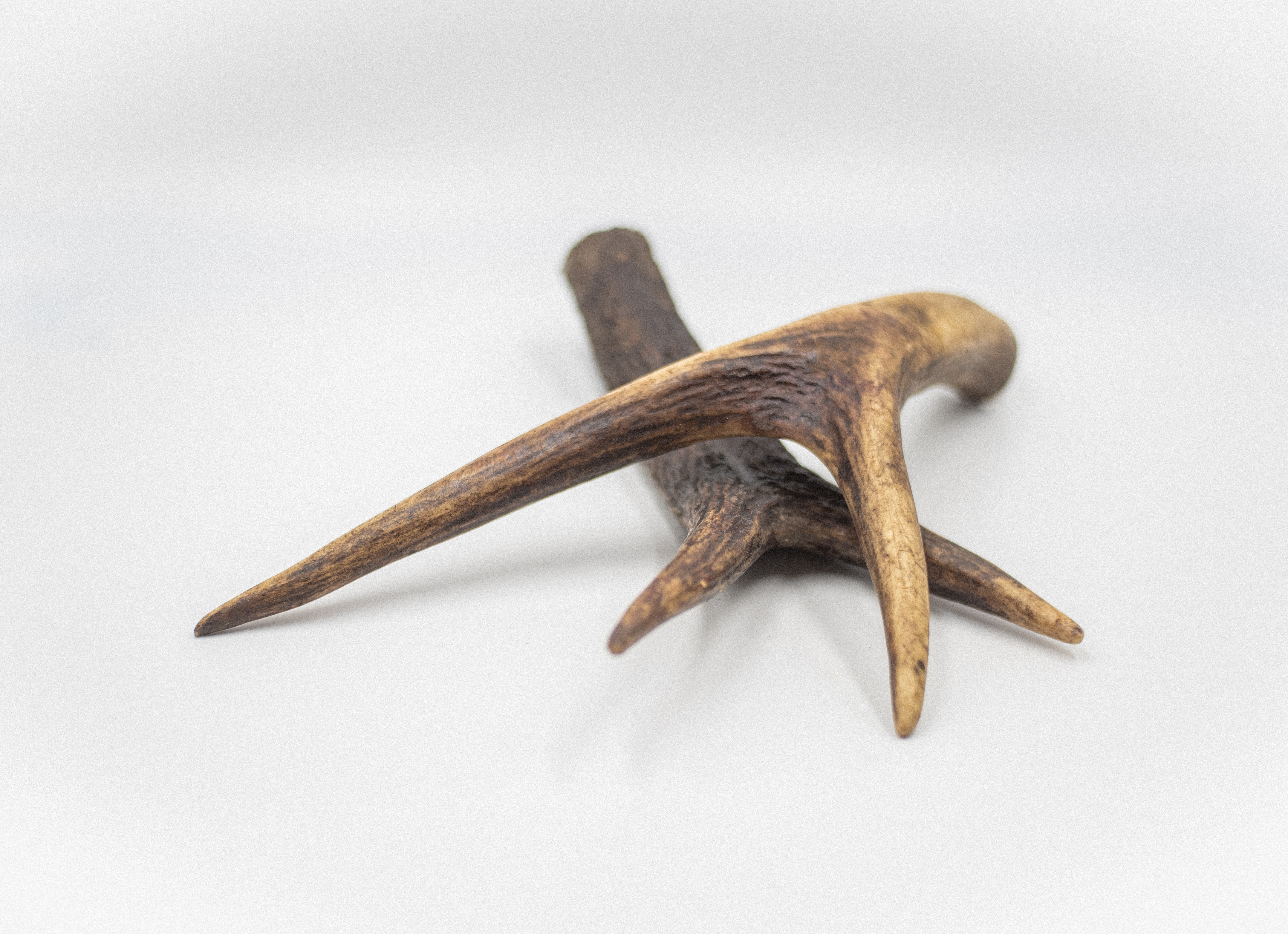 Asta de Ciervo Talla M