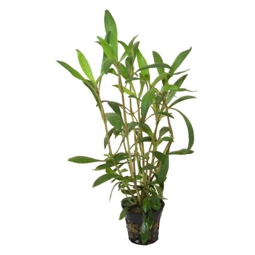 Planta Hygrophyla Salicifolia Angustifolia para acuarios, , large image number null
