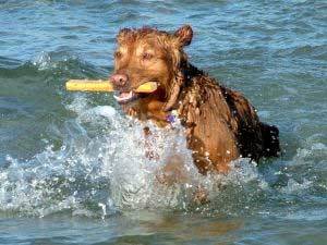 Alimento Taste of the Wild Pacific Stream Canine para perro adulto todos  los tamaños sabor salmón en bolsa de 28lb