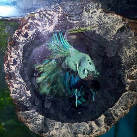 floating log tronco flotante betta zoomed