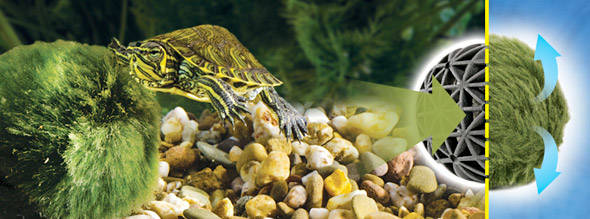 Bola de musgo acondicionadora de agua de tortugueras