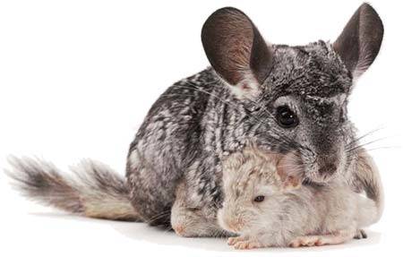 Comida Versele laga especial para Chinchillas