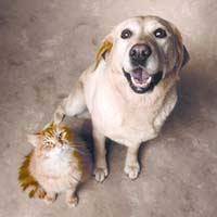 Producto apto para perros y gatos Plaqueoff