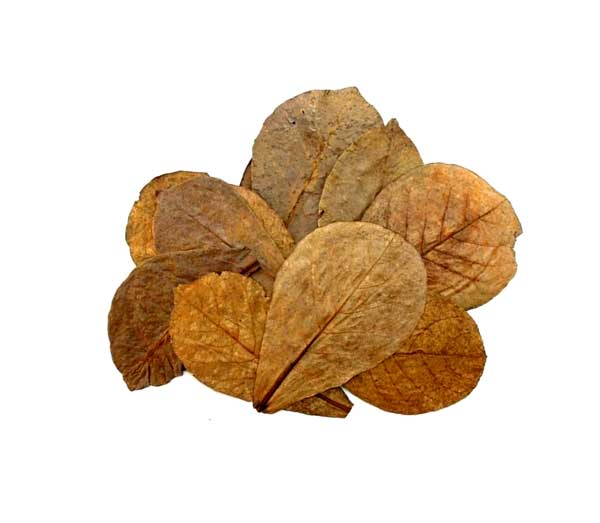 Terminalia catappa (hojas naturales) 30ud.