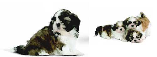 Royal Canin Shih tzu Junior