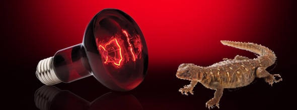 Exo Terra L?mpara Infrarroja Infrared Basking Spot