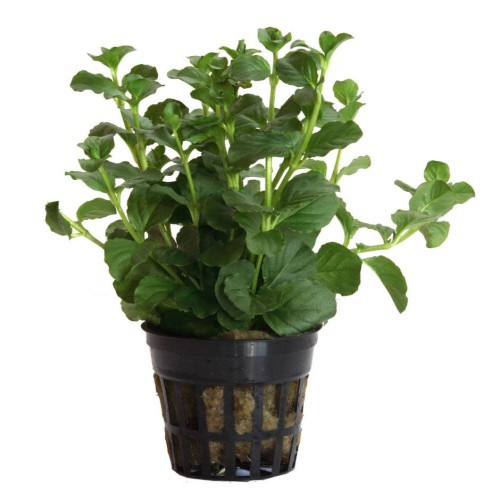 Planta acuario Lysimachia Nummularia «Aurea»