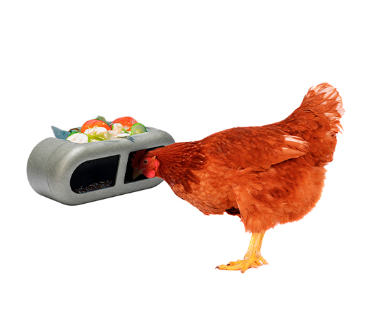 Comedero para Gallinas Que se Cuelga Fácilmente en el Corral – Comedero Divertido y Funcional para Gallinas – Comedero en Plástico Reciclado – Feeder