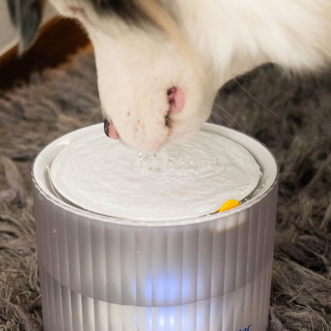 Fuente De Agua Automática Zulema Dispensador De Agua Para Gatos Y Perros 1 8l