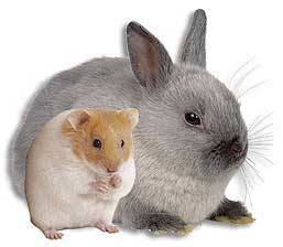 Golosinas para roedores