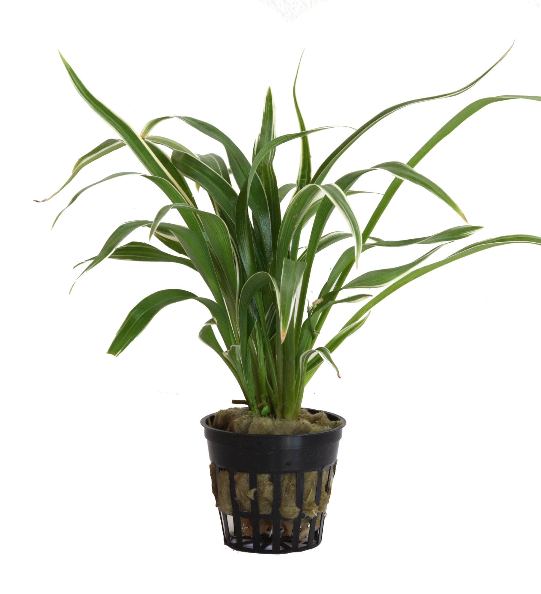 Tropica Iberia planta Clorophytum Bichetii