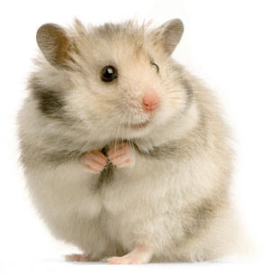 Cunipic comida mediterrÃ¡nea para hamster