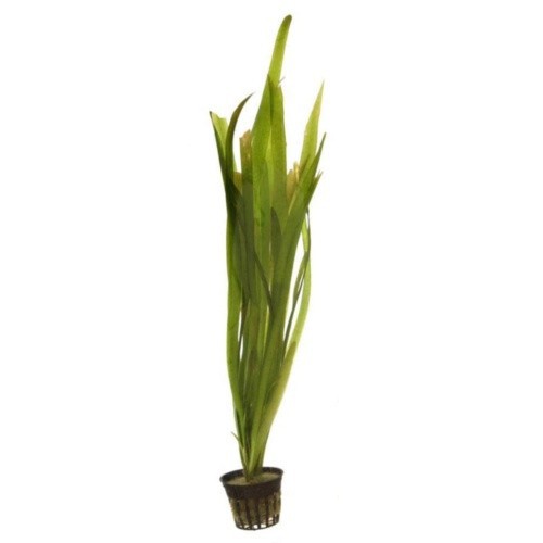 Planta acuario Vallisneria Gigantea