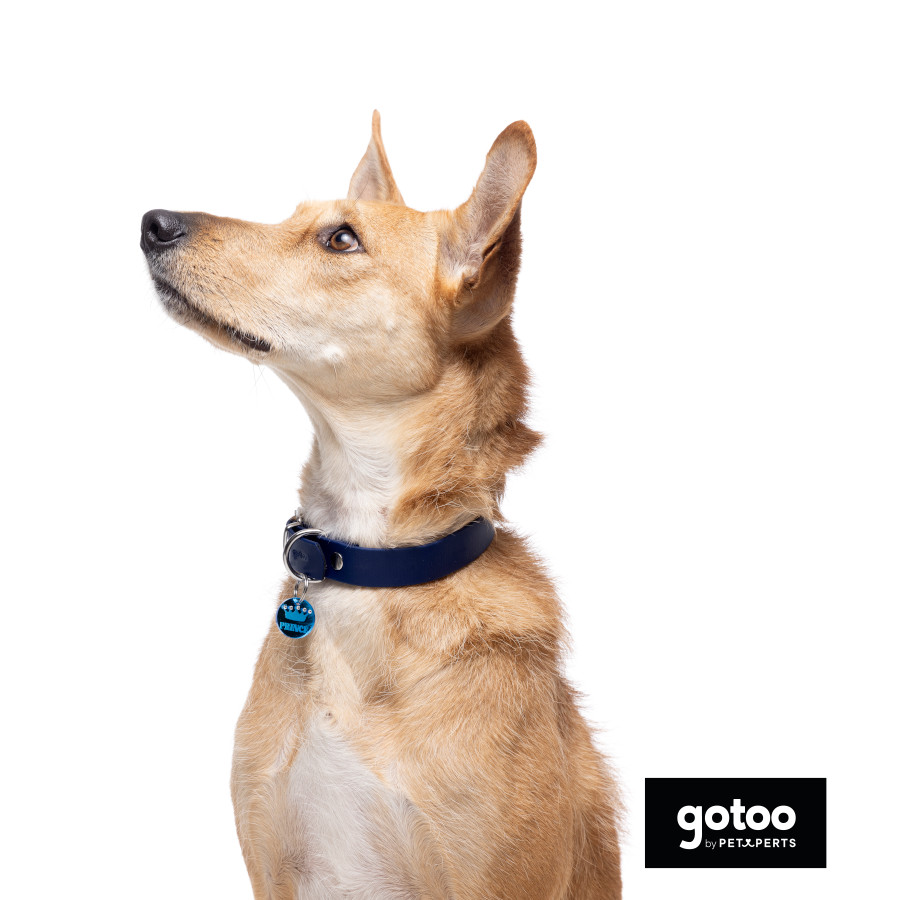 Gotoo Collar Biothane azul para perros