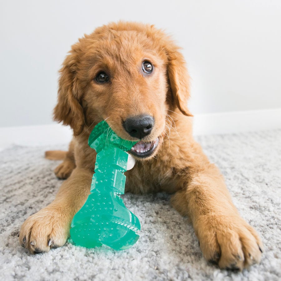 Kong Squeeze Dental Stick juguete para perros