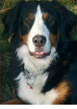 Juguete para perros pelota de goma dura de caucho natural