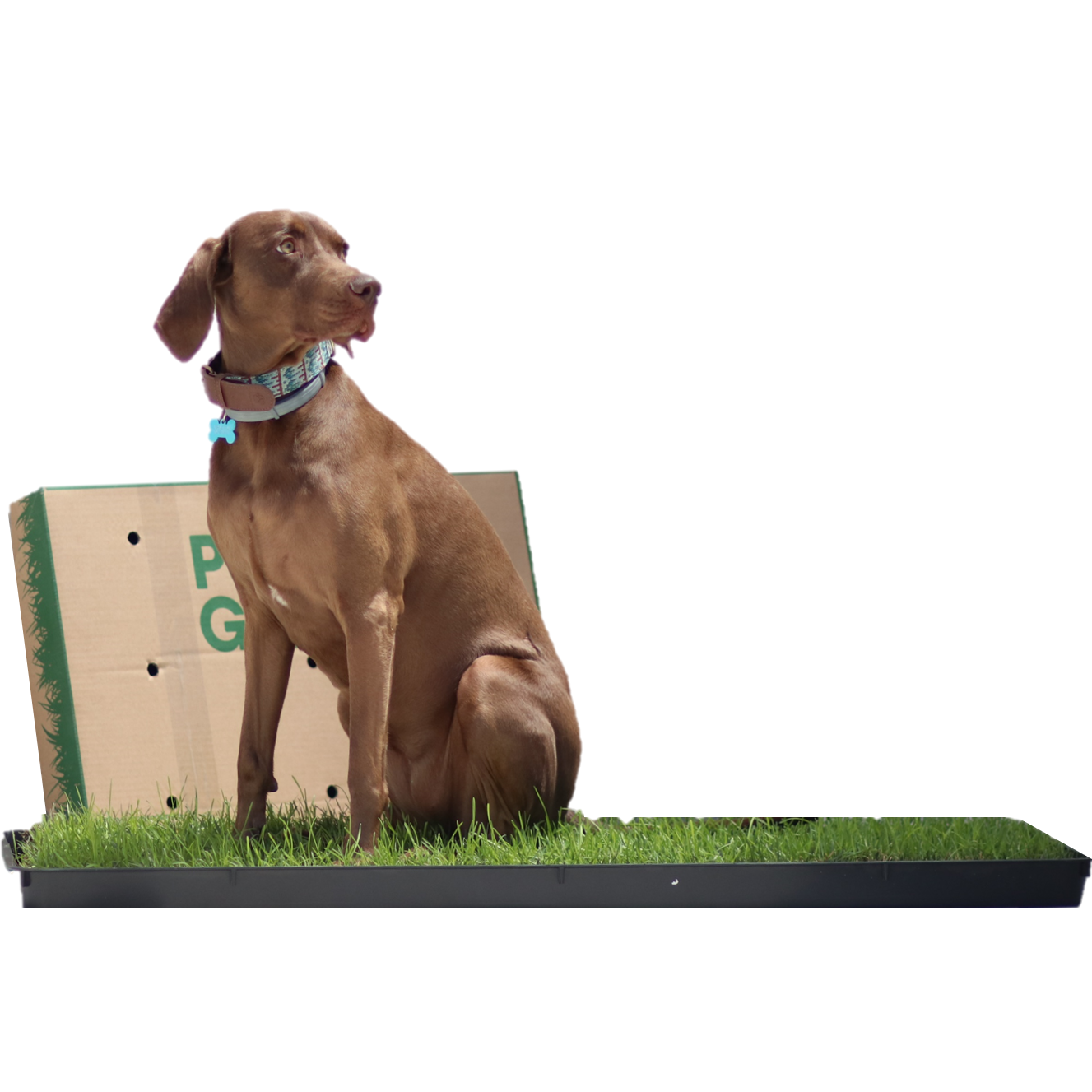 RECAMBIO PETGROUND XL/XXL CÉSPED NATURAL