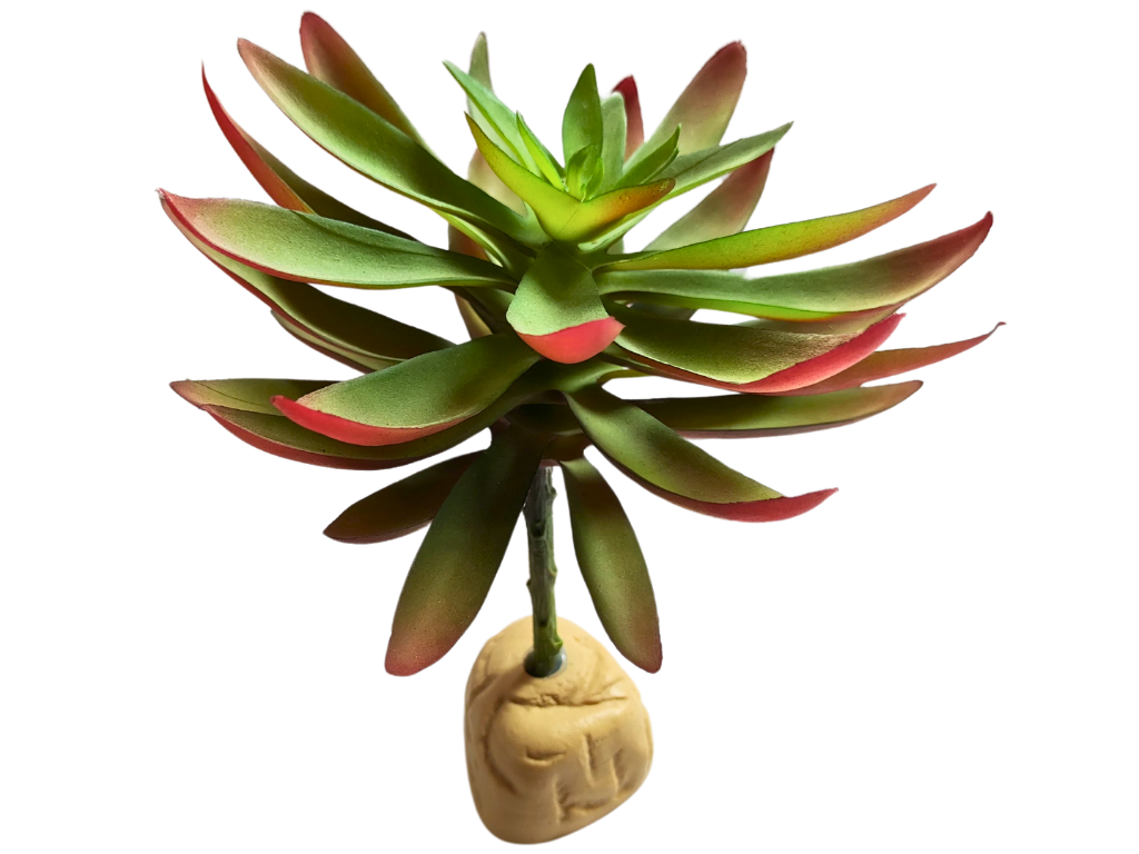 Planta Capitella de decoración para terrarios