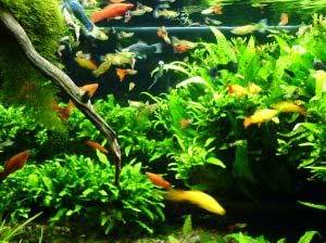 acuario con plantas