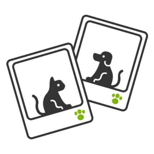 Playology Juguete Interactivo Se&ntilde;uelo P&aacute;jaro para gatos