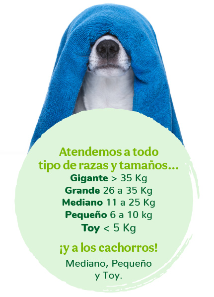 servicios para perro