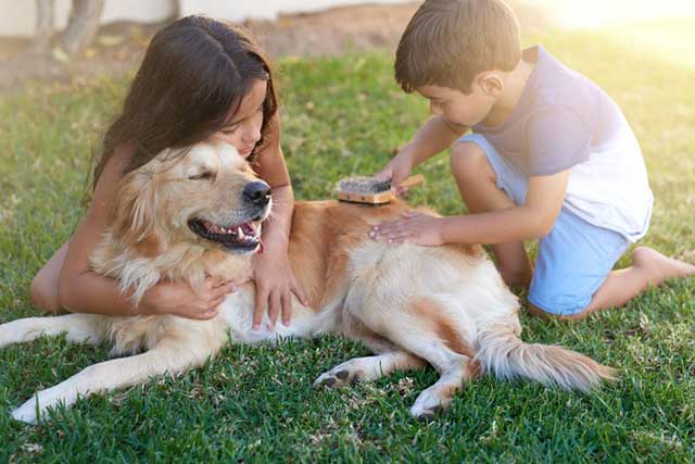 Cómo cepillar a un perro según su tipo de pelo